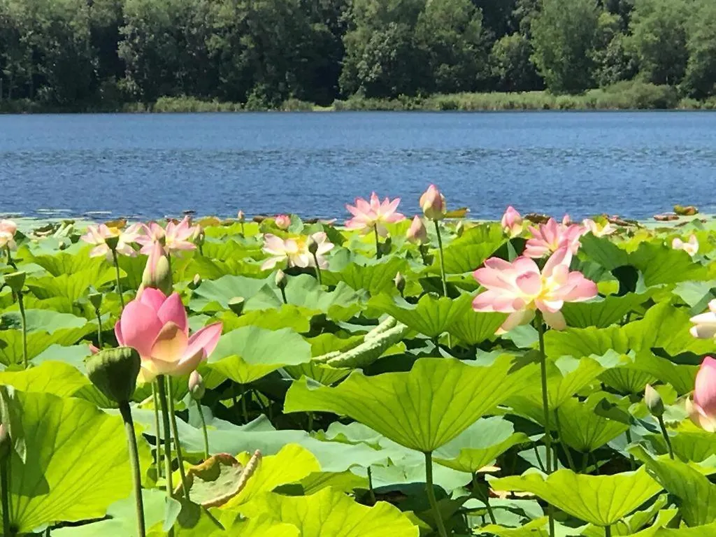 Water Lily Apartment Bardello